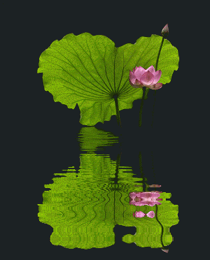 300_372竖版 竖屏gif 动态图 动图