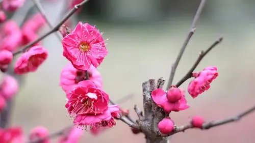 鲜艳的红梅花图片-花卉壁纸-高清花卉图片-第8图-娟娟壁纸