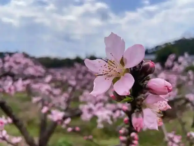 炎陵桃花开了!4条赏花路线推荐给你|桃园|踏春|桃花节_网易订阅