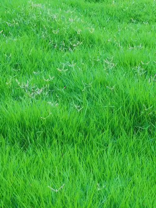 美丽的南方江畔小草青青