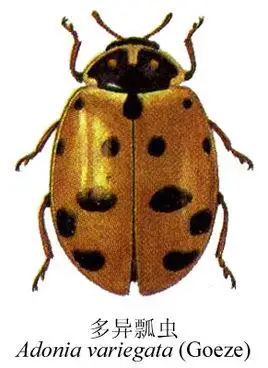 吉林(玉米)多异瓢虫4斑型