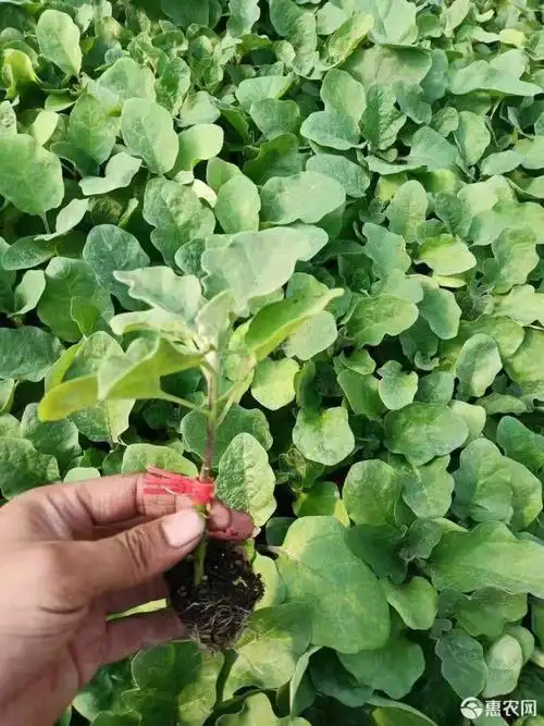 [茄子苗批发] 杭茄2010茄子苗 浙茄苗 早熟 耐寒 口感好亩产高 线茄苗