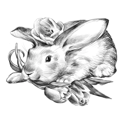 手绘线稿素描植物动物兔子花卉鸡蛋插图pngpsd设计元素3