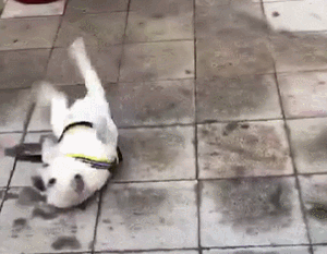 300_233gif 动态图 动图