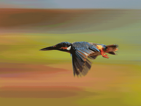 600_453gif 动态图 动图