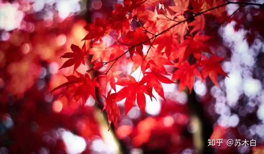 有哪些少女心爆棚的壁纸