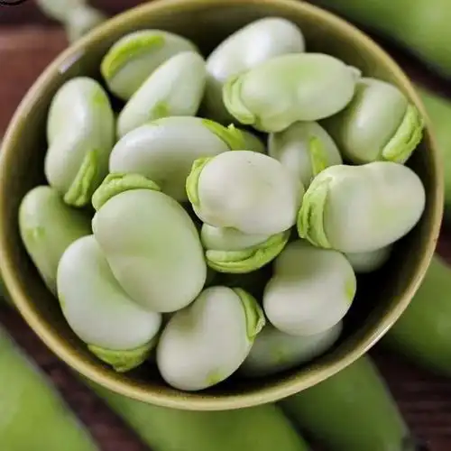 云南特产新鲜带壳蚕豆现摘蚕豆批发农家胡豆生蚕豆夹蚕豆米批发