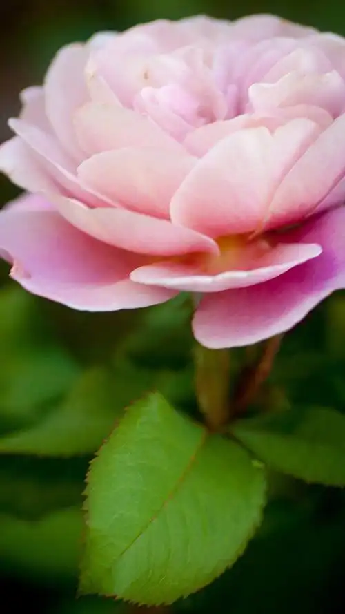 1080_1920竖版 竖屏