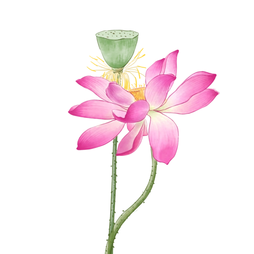 唯美荷花图片大全_唯美荷花图片素材【png免费下载】-90设计