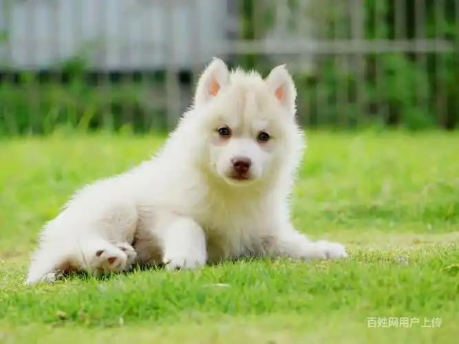 天津哪里有卖纯种 超萌可爱二哈 价格多少一只 - 天津武清王庆坨狗狗