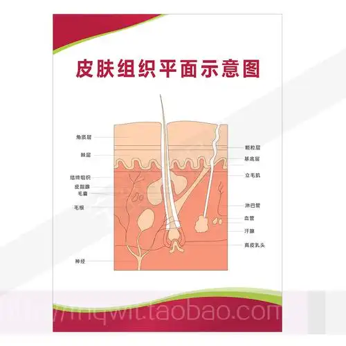 中医养生美容院医院海报走廊宣传画解剖皮肤组织平面写真