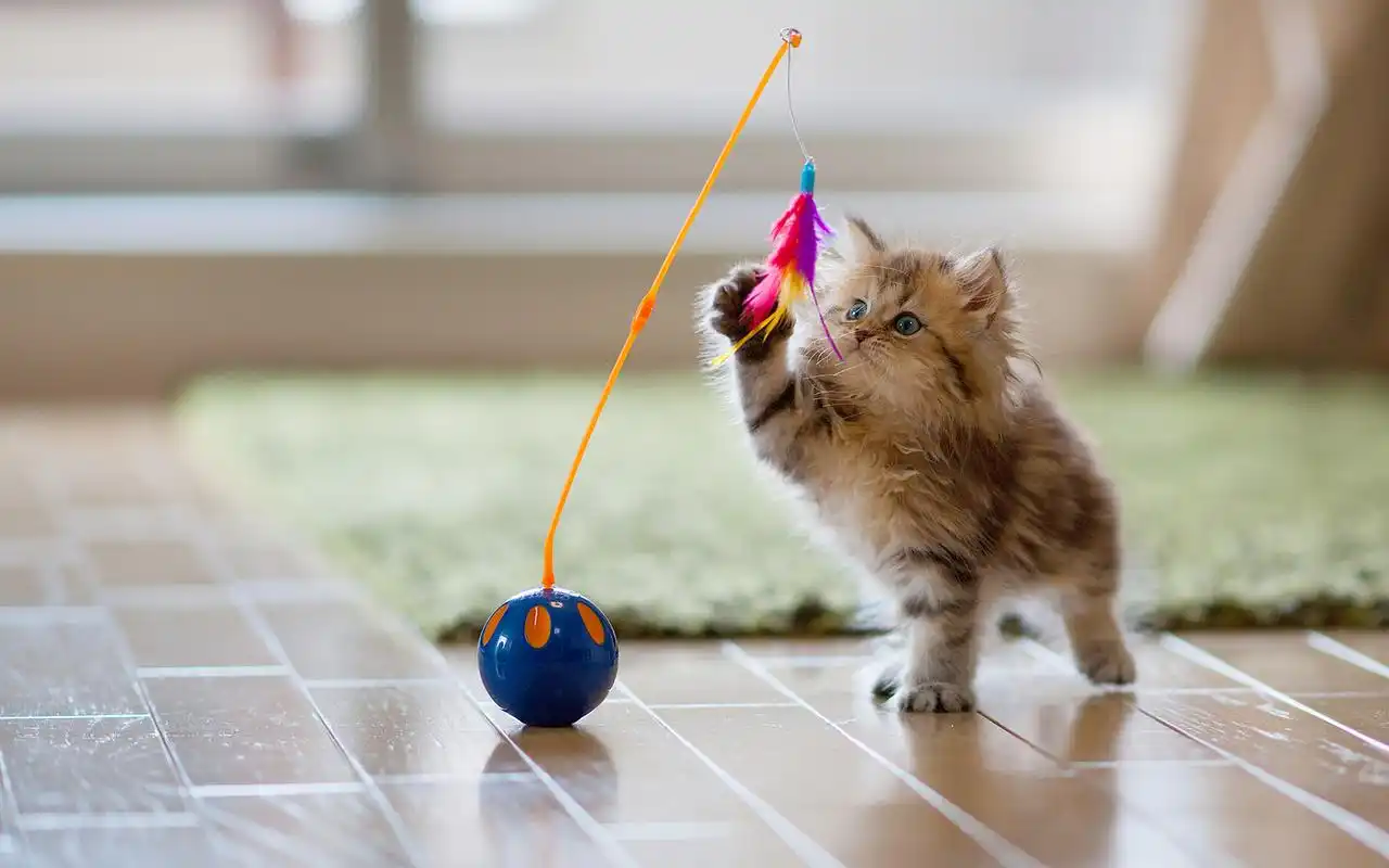 可爱萌宠爱玩耍的喵星人活泼搞笑小猫图片电脑桌面壁纸