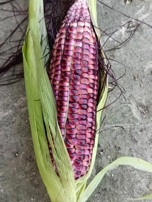第一次种紫玉米