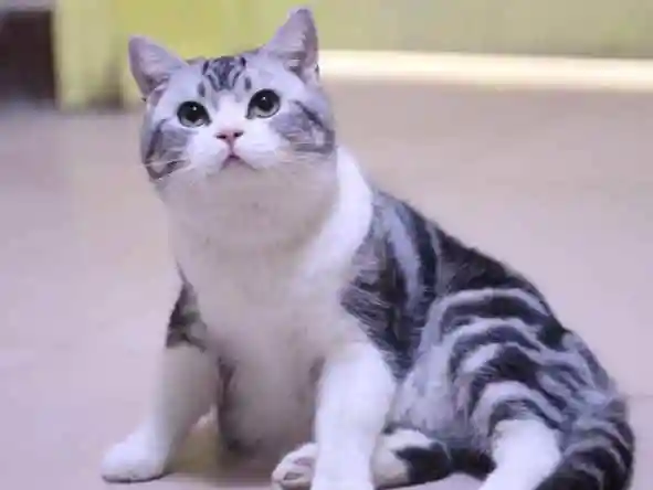 美国短毛猫有三个特点:外形对称,平衡性强,体型小,力量大.