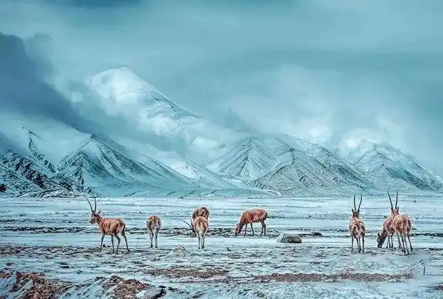 可可西里是我国最著名的无人区,这里风景优美,自然风景独特,还有绿色