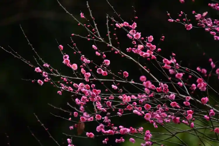 阿哈湖湿地公园的红梅花
