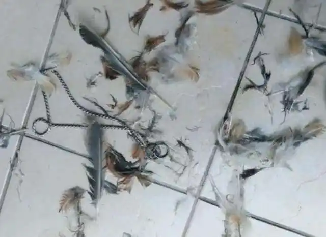 回家看到一地鸡毛,哈士奇犯二,把家里老母鸡的鸡毛拔了