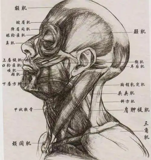 但肌肉的伸缩对对象面部的表情起着至关重要的作用