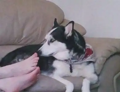 哈士奇好奇闻主人臭脚 下一秒…网友笑喷!