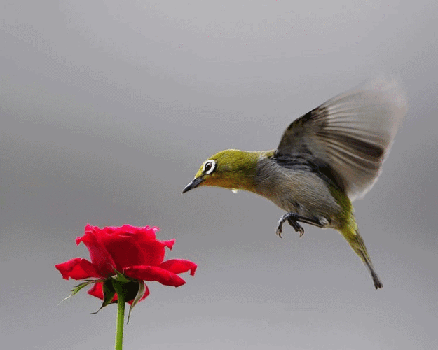 750_600gif 动态图 动图