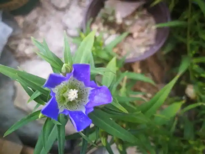 神级植物龙胆草