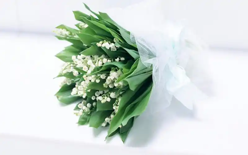 简约可爱的小清新花卉图片桌面壁纸