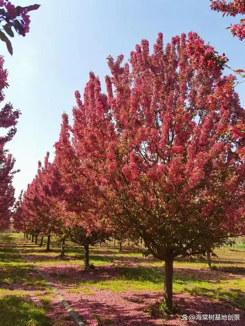 绚丽海棠是一种比较常见的观赏植物,价格因地区,季节,品种等因素而有
