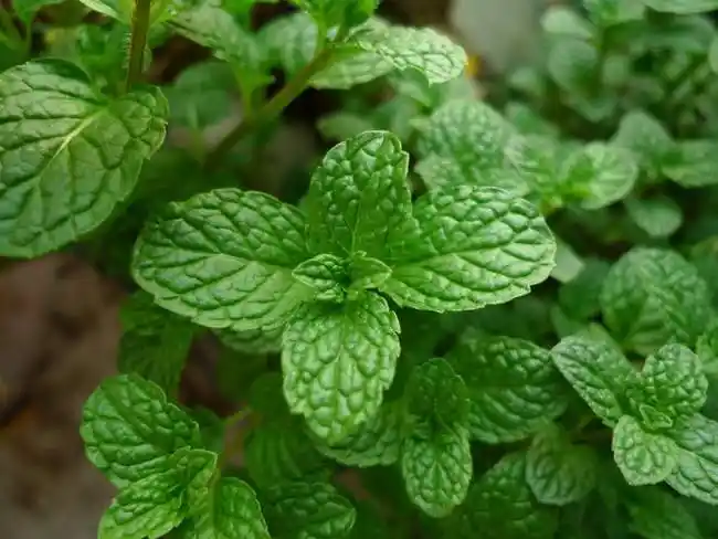 薄荷叶图片4