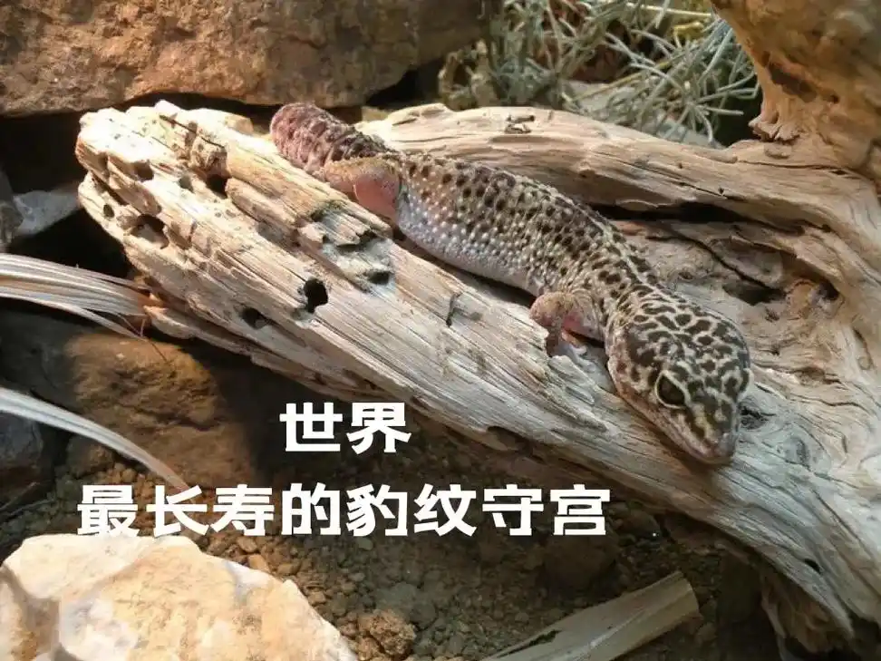 喜莉异宠小百科世界最长寿的豹纹守宫