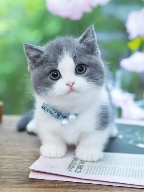 麻麻说小猫咪太可爱了会被吃掉