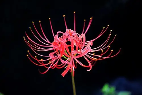 彼岸花凄美句子彼岸花个性签名伤感句子