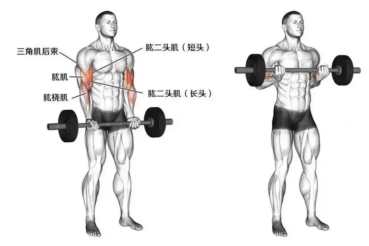 今日健身动作分享——杠铃弯举 杠铃弯举是非常适合锻炼肩部肌肉的