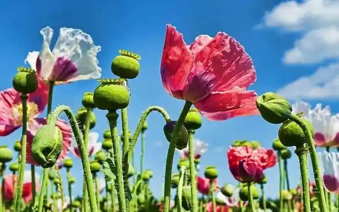 种植罂粟当做菜"香料"?全南一男子被依法处罚.|毒品|植物_网易订阅