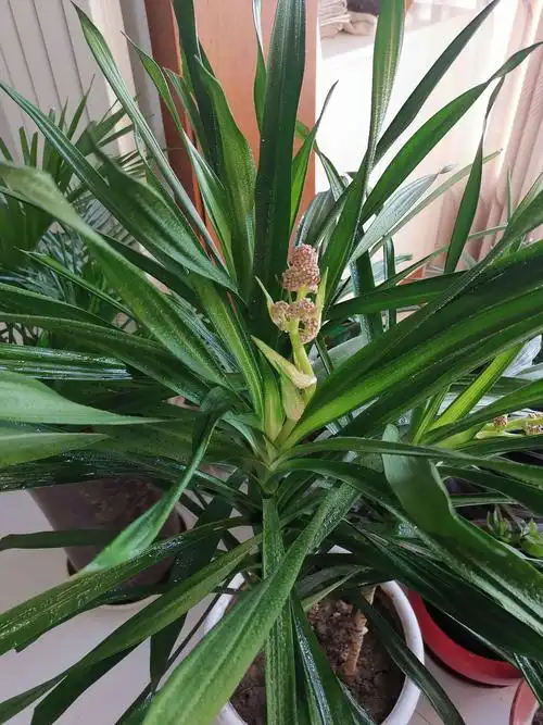 龙血树开花预兆吉祥,诸事平安!