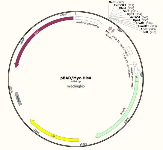 pbad-myc-hisa pbad/myc-hisa大肠pbad系列表达质粒