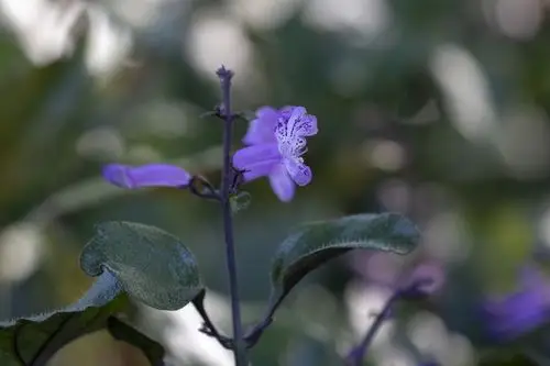 莫娜紫香茶菜vv首发