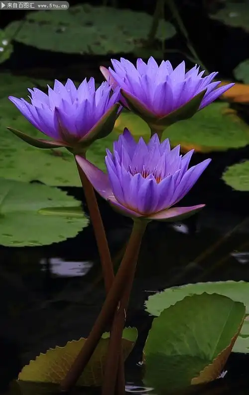 紫色莲花摄影图片素材