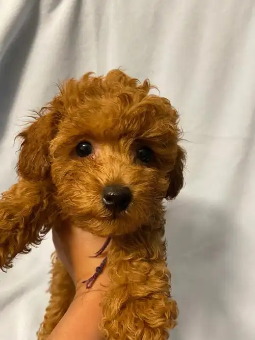 小体玩具泰迪长大五六磅女孩