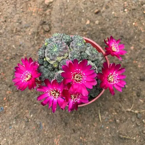 紫丽丸仙人球多肉植物盆栽室内防辐射开花仙人掌群生多头净化空气