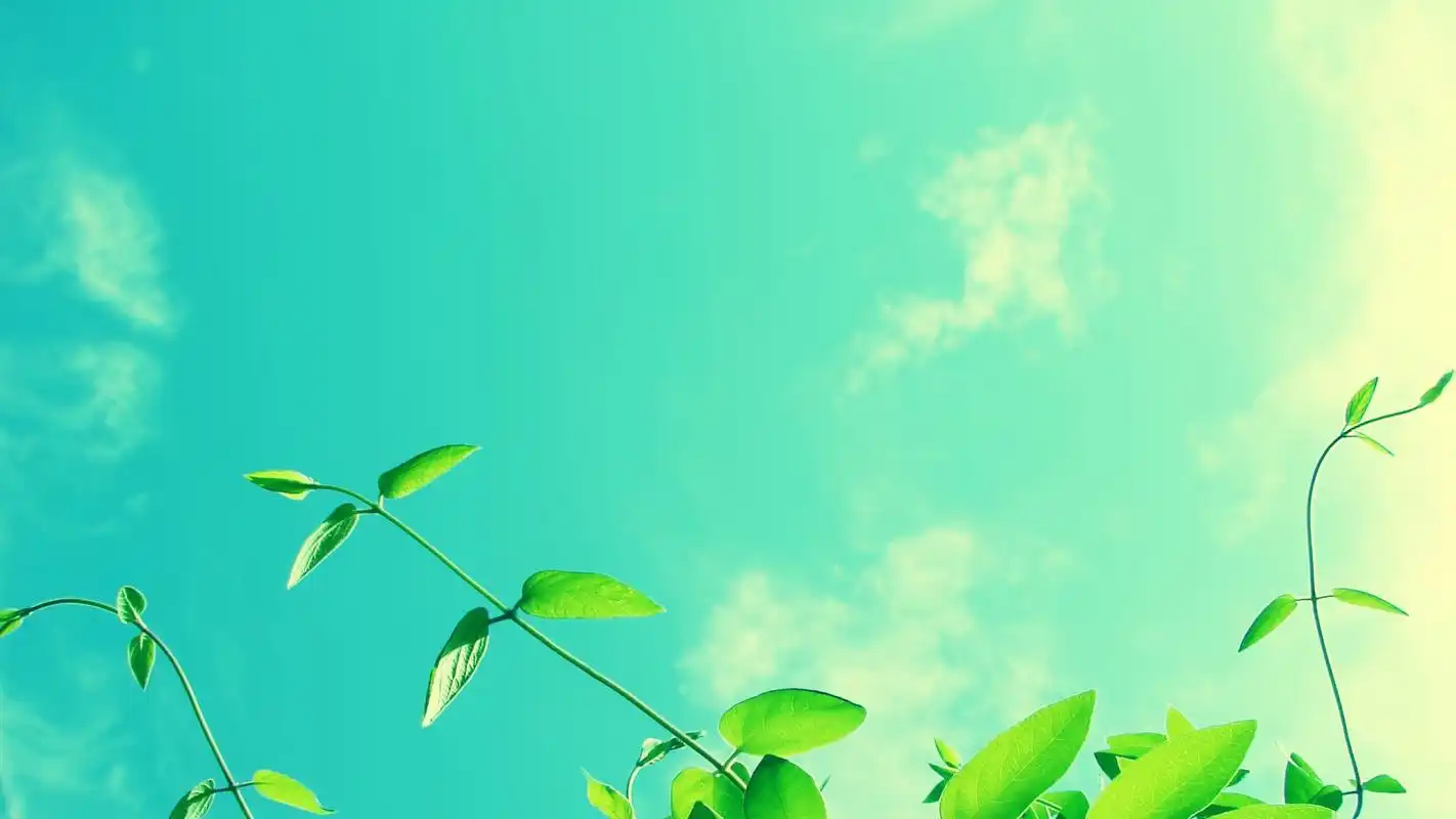 小清新植物绿叶微距摄影高清宽屏桌面壁纸