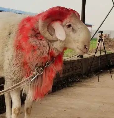 公养 大公羊 斗公羊