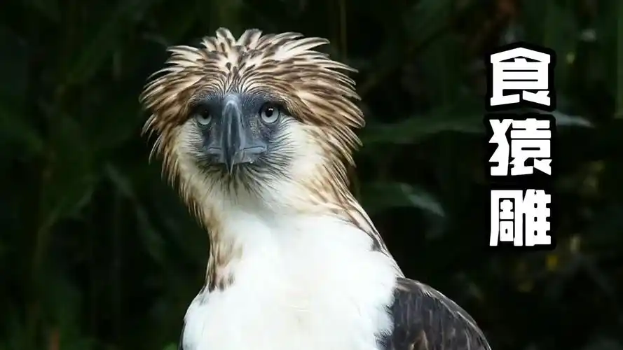 食猿雕是世界上现存最大的雕有雕中之虎的美誉