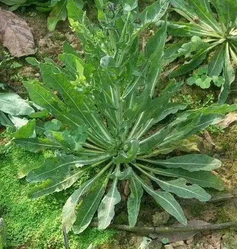 板蓝根冲剂和其他农作物不一样,它是一种二年生的木本植物,它生长发育