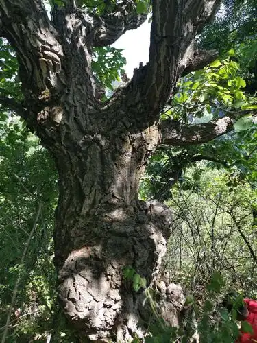 走近茶叶洼,探秘千年古茶树