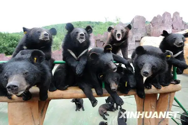 熊熊的乐园青岛东方熊牧场组图