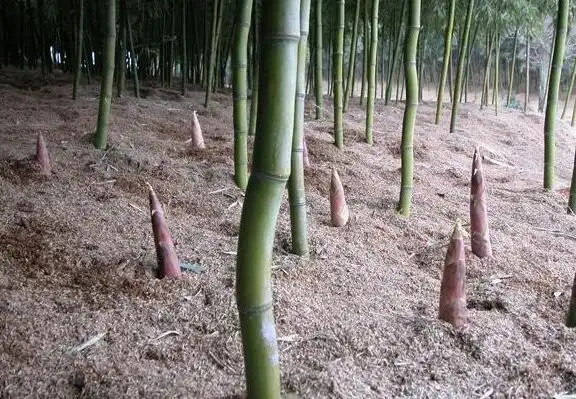 雷竹笋亩产收入超过6000元把好四关效益高