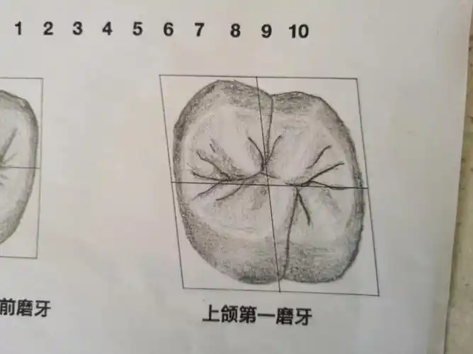 牙齿形态一笔一划描绘的,有标准有要求.