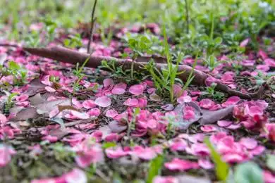 落花化作春泥,滋润土壤