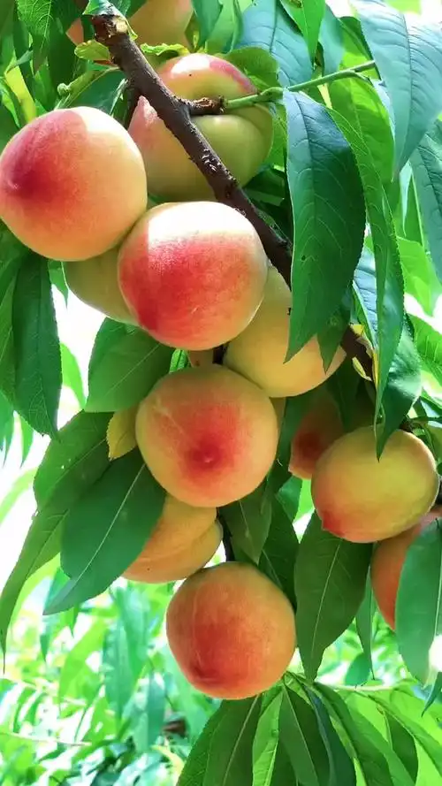 天宫的蟠桃熟了有来摘的没