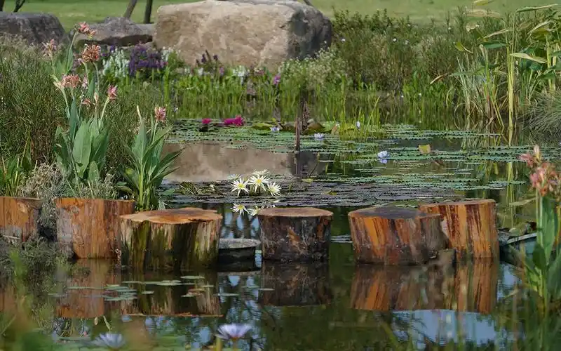 辰山植物园新添睡莲溪景怡人生态景观再升级